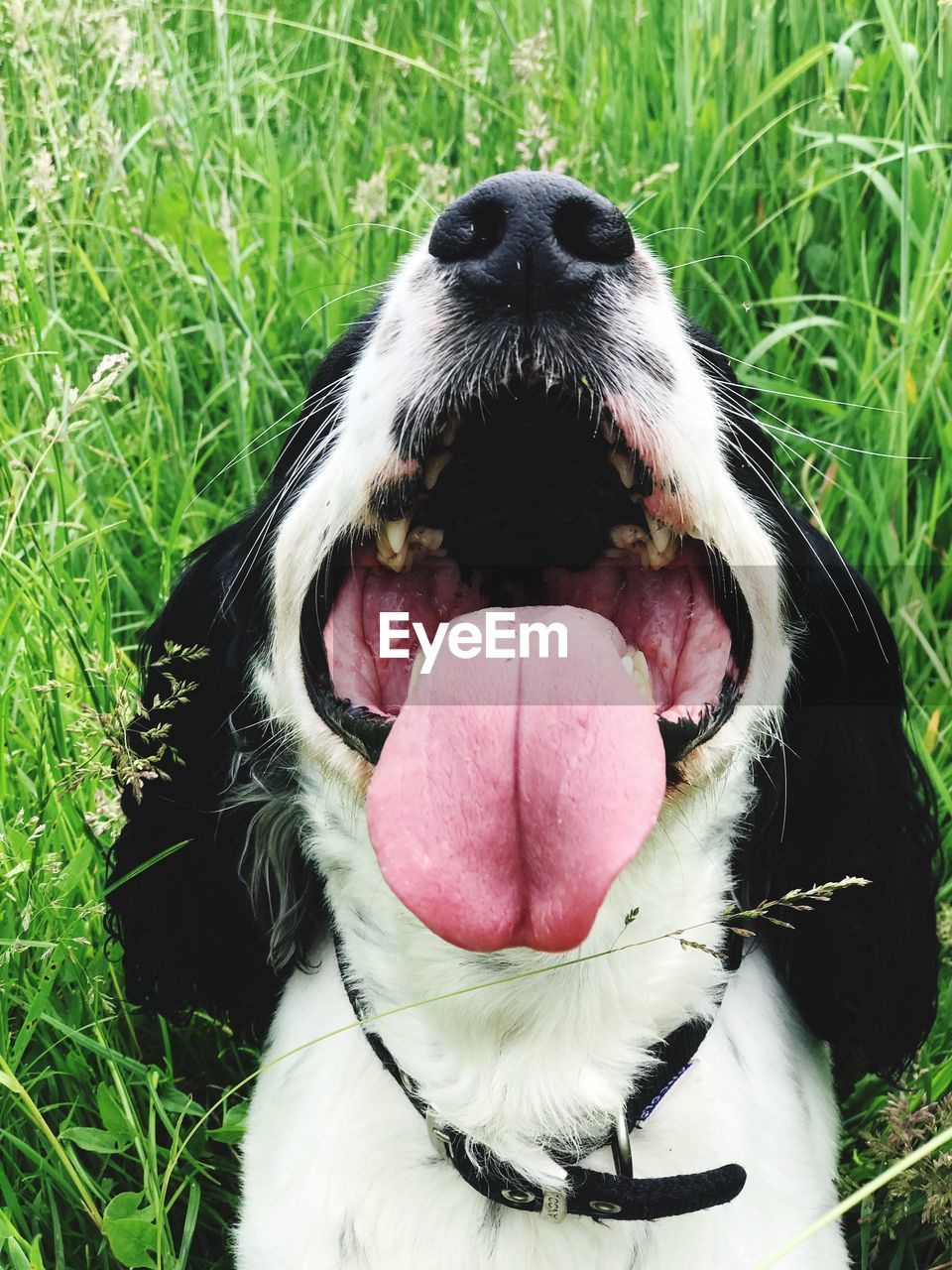 CLOSE-UP OF A DOG IN FIELD