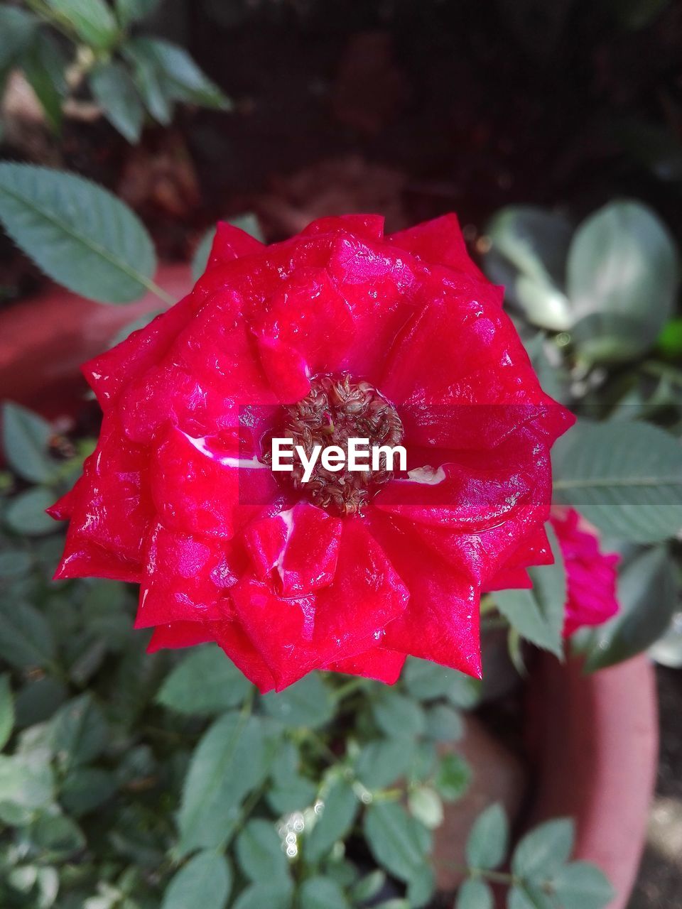 CLOSE-UP OF PINK WATER DROPS ON RED FLOWER