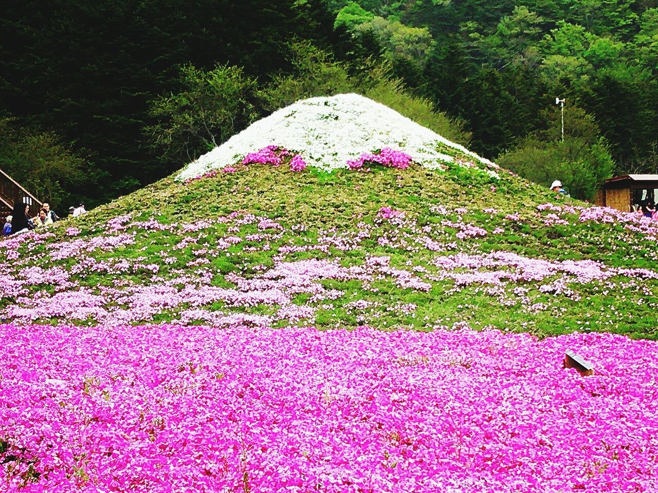 PINK FLOWERS GROWING ON TREE