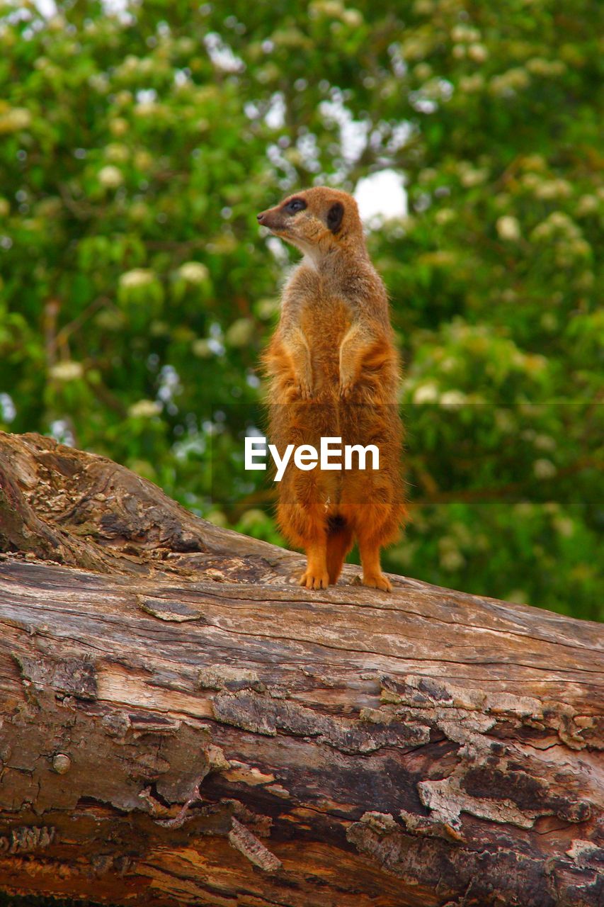 SQUIRREL ON WOOD