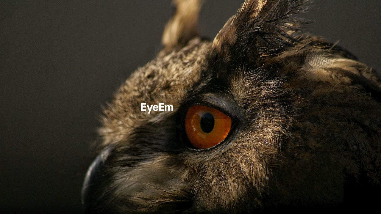 Side view of eurasian eagle owl