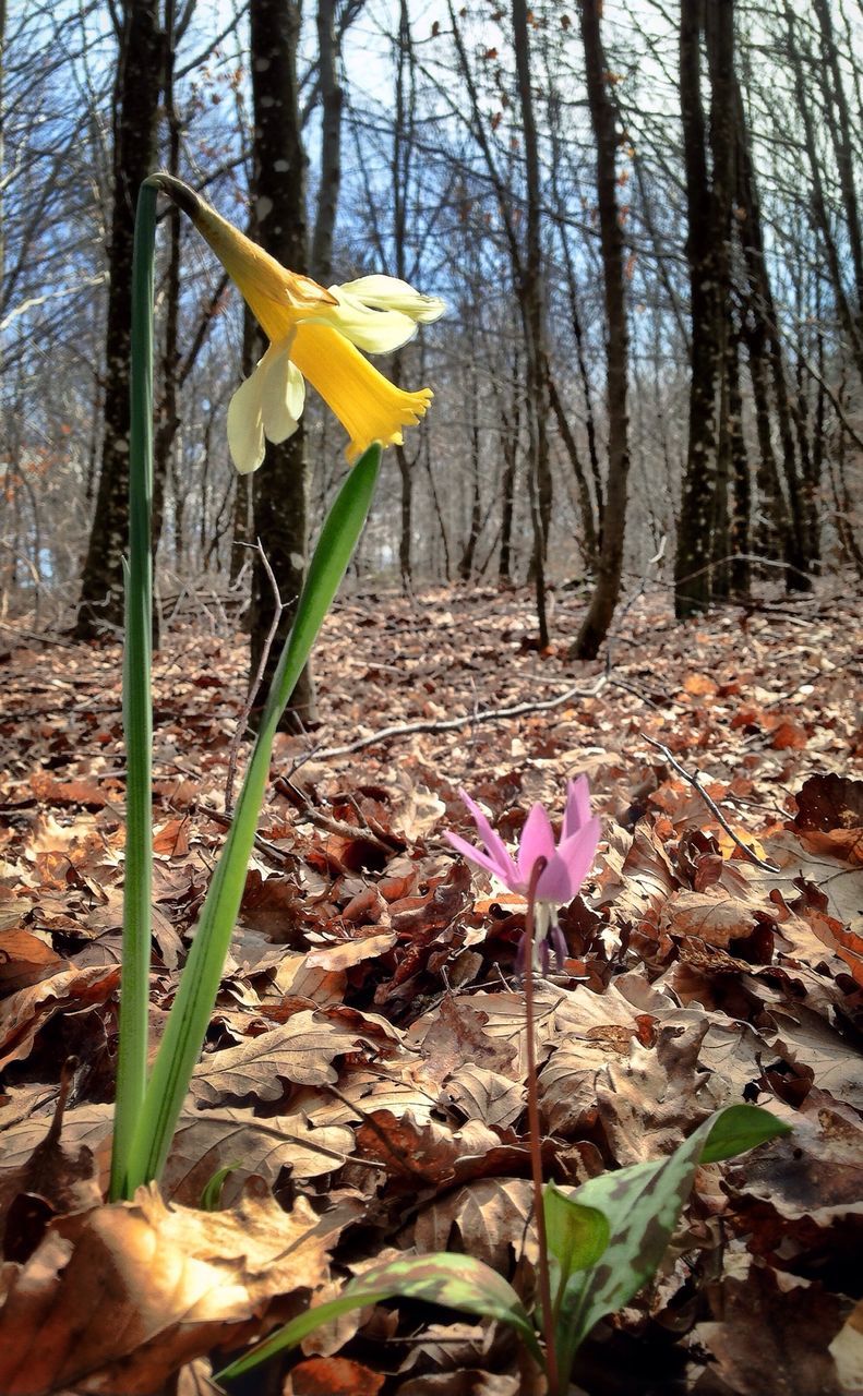 Wilting daffodil in forest