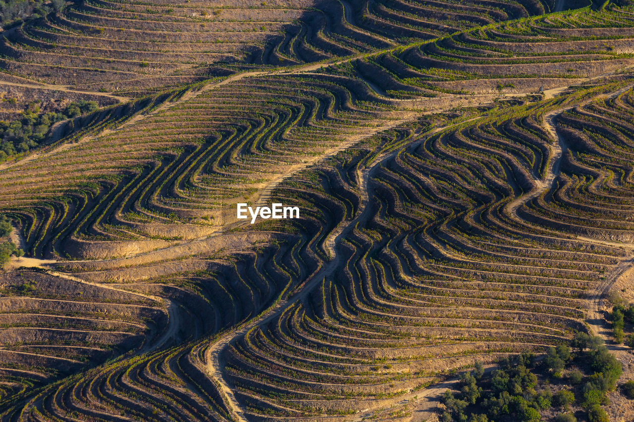 The beautiful endless lines of douro valley vineyards, in sao joao da pesqueira.