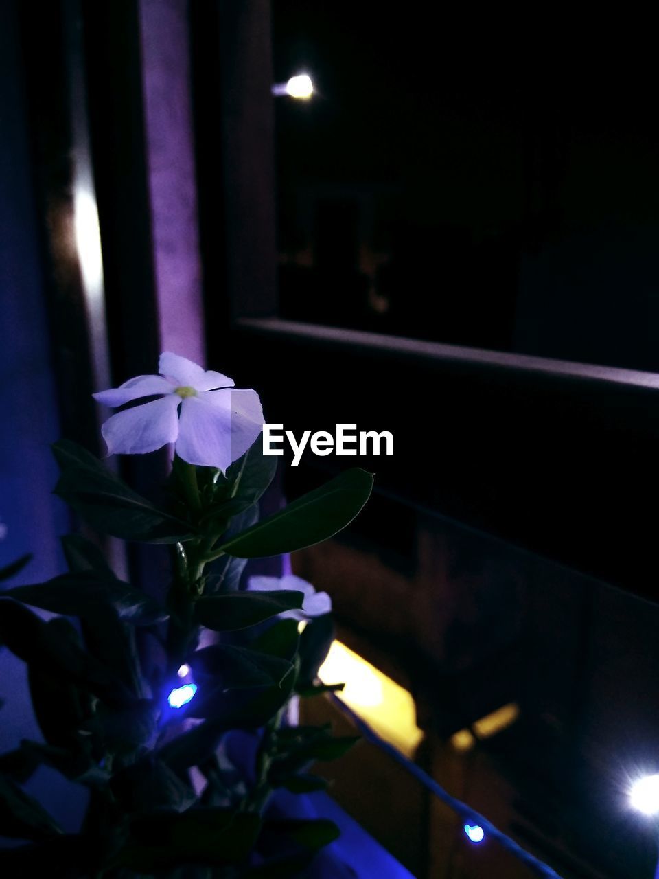 CLOSE-UP OF FLOWER AGAINST ILLUMINATED WALL