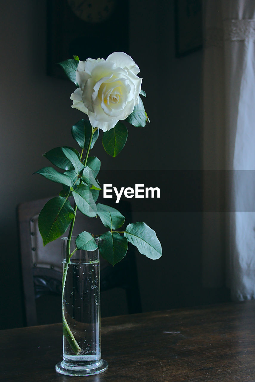 Rose in vase on table at home