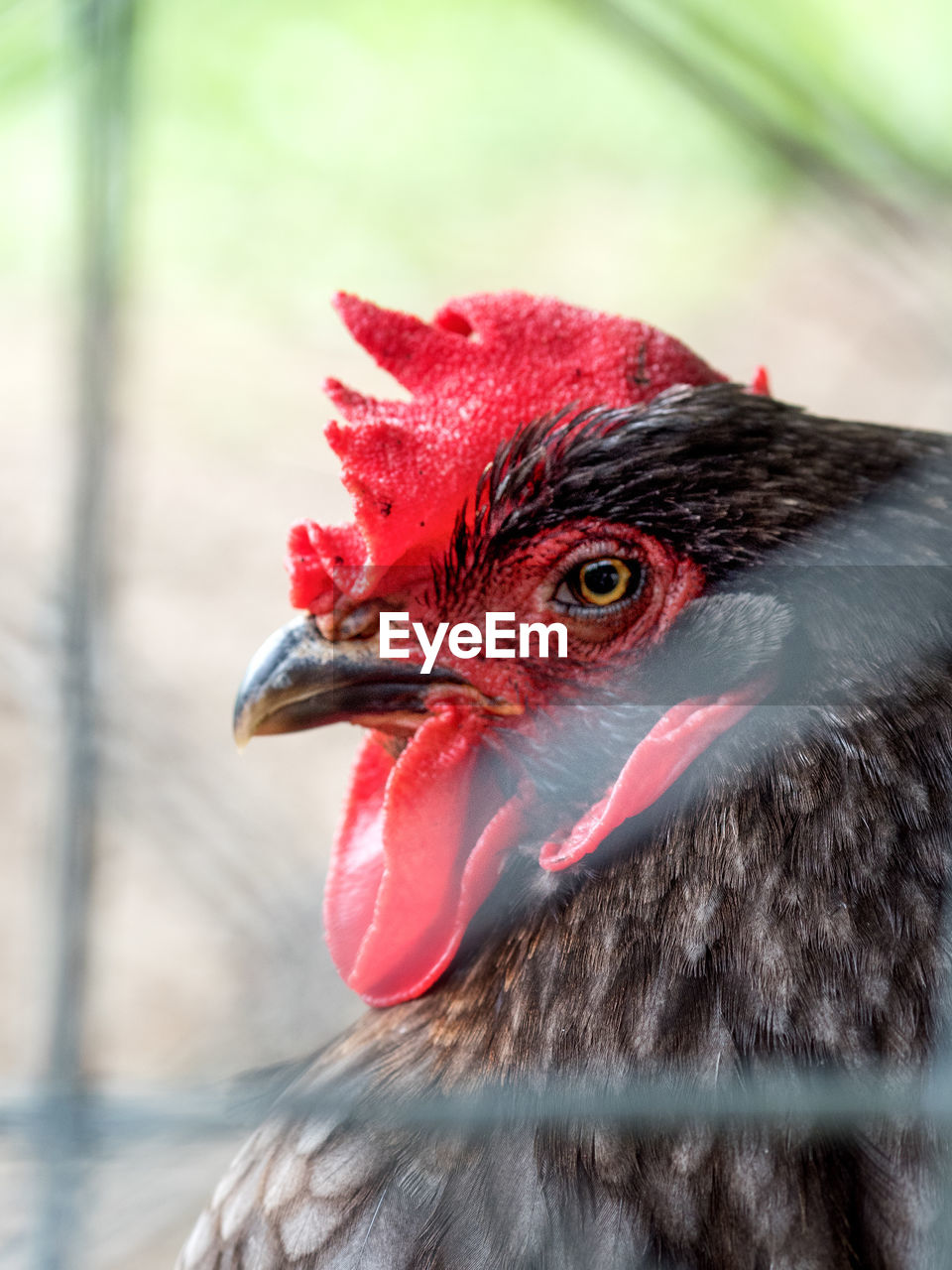 CLOSE-UP OF A DUCK