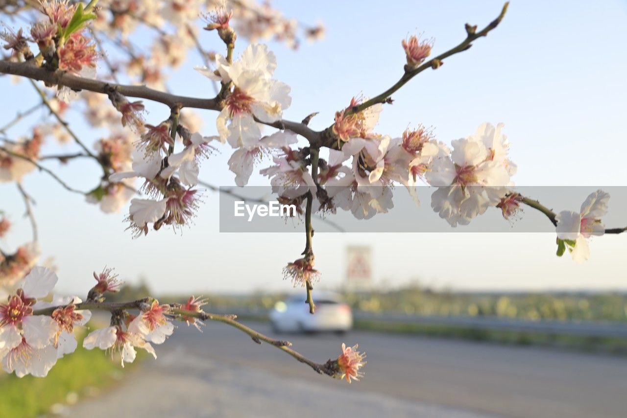plant, tree, blossom, flower, beauty in nature, springtime, flowering plant, freshness, nature, fragility, branch, cherry blossom, growth, spring, sky, day, pink, outdoors, focus on foreground, no people, produce, cherry tree, close-up, almond tree, tranquility, food and drink, sunlight, fruit, botany, fruit tree, flower head, clear sky, twig, sunny, inflorescence, food, agriculture, landscape