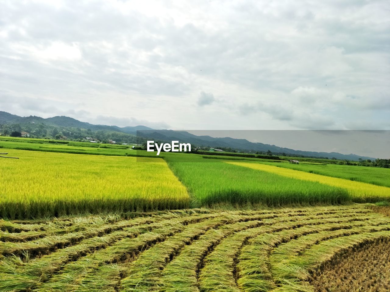 AGRICULTURAL FIELD AGAINST SKY