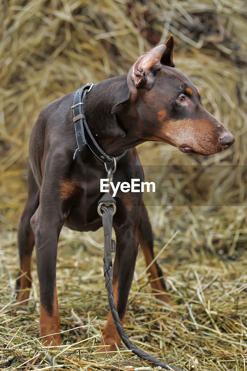 CLOSE-UP OF A DOG ON FIELD