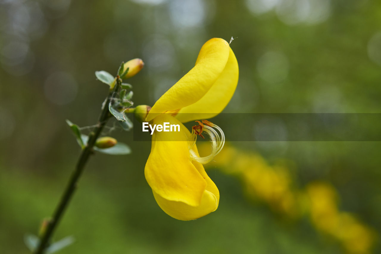 Close-up of yellow flowering plant