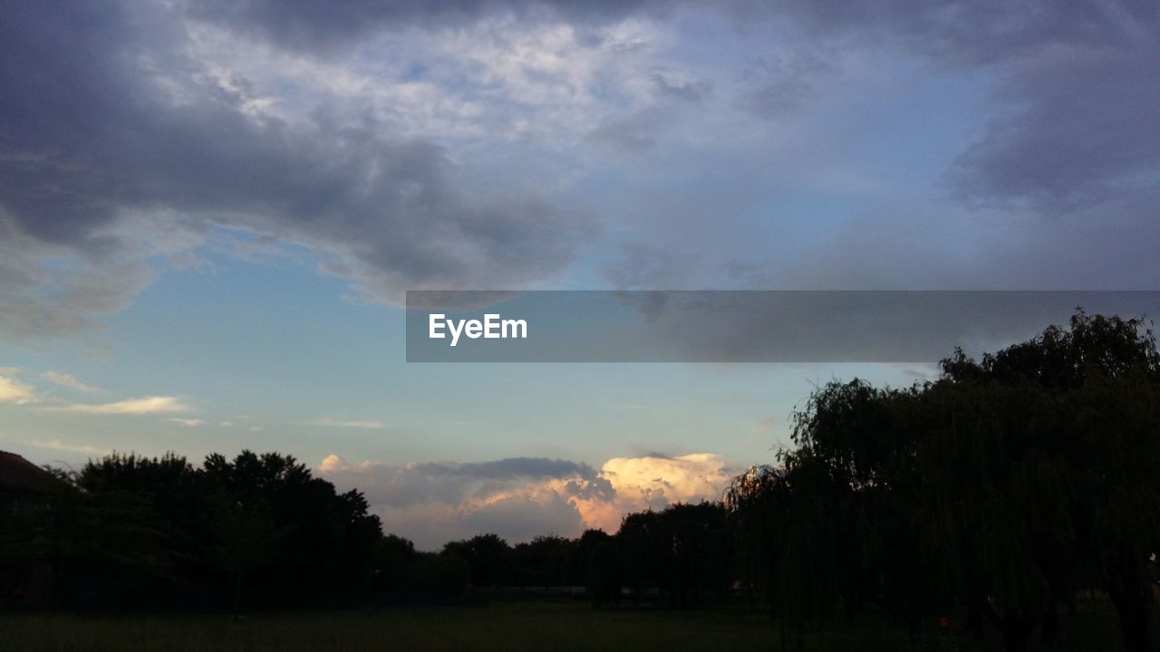 SILHOUETTE OF TREES ON LANDSCAPE