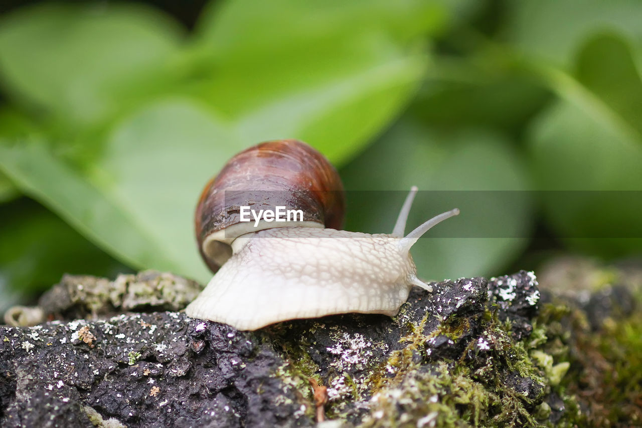 CLOSE-UP OF SNAIL ON A ROCK