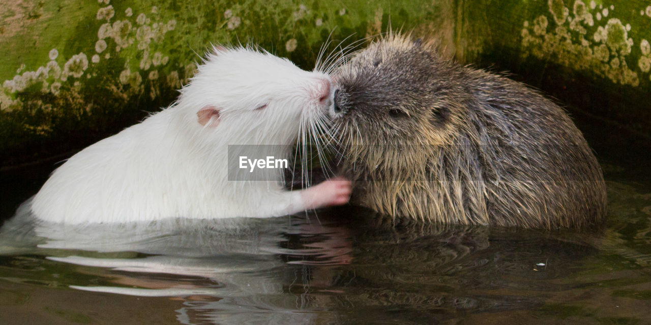 Close-up of rats in pond