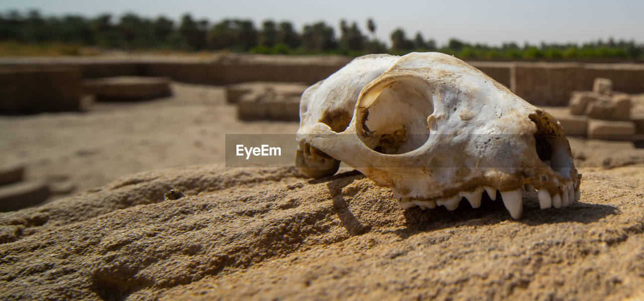 Skull of a predator on a rock in the desert