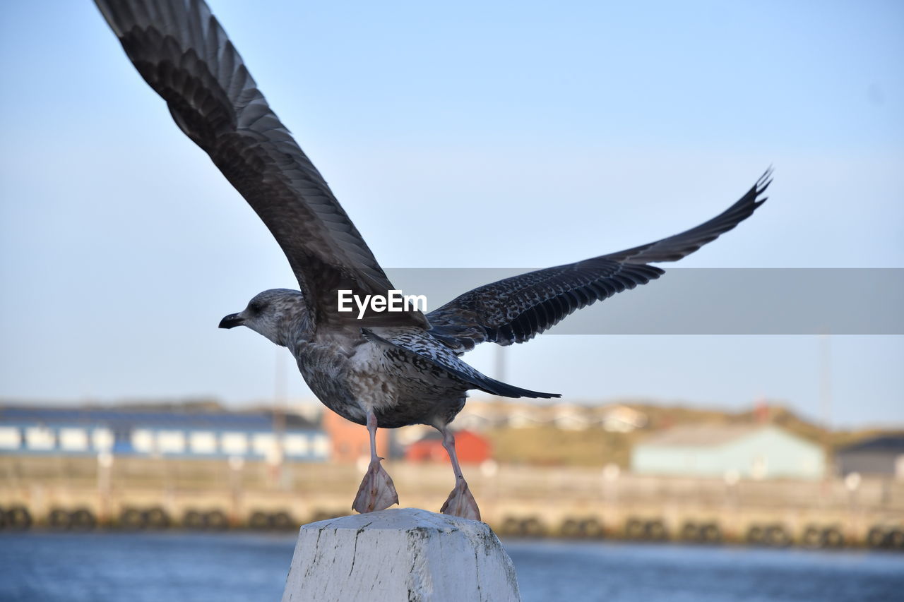 CLOSE-UP OF SEAGULL FLYING AGAINST SKY