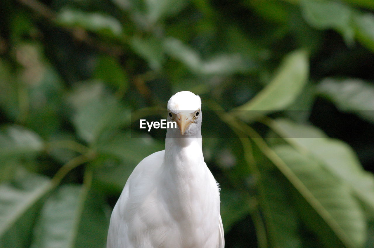 CLOSE-UP OF BIRD PERCHING ON LEAF