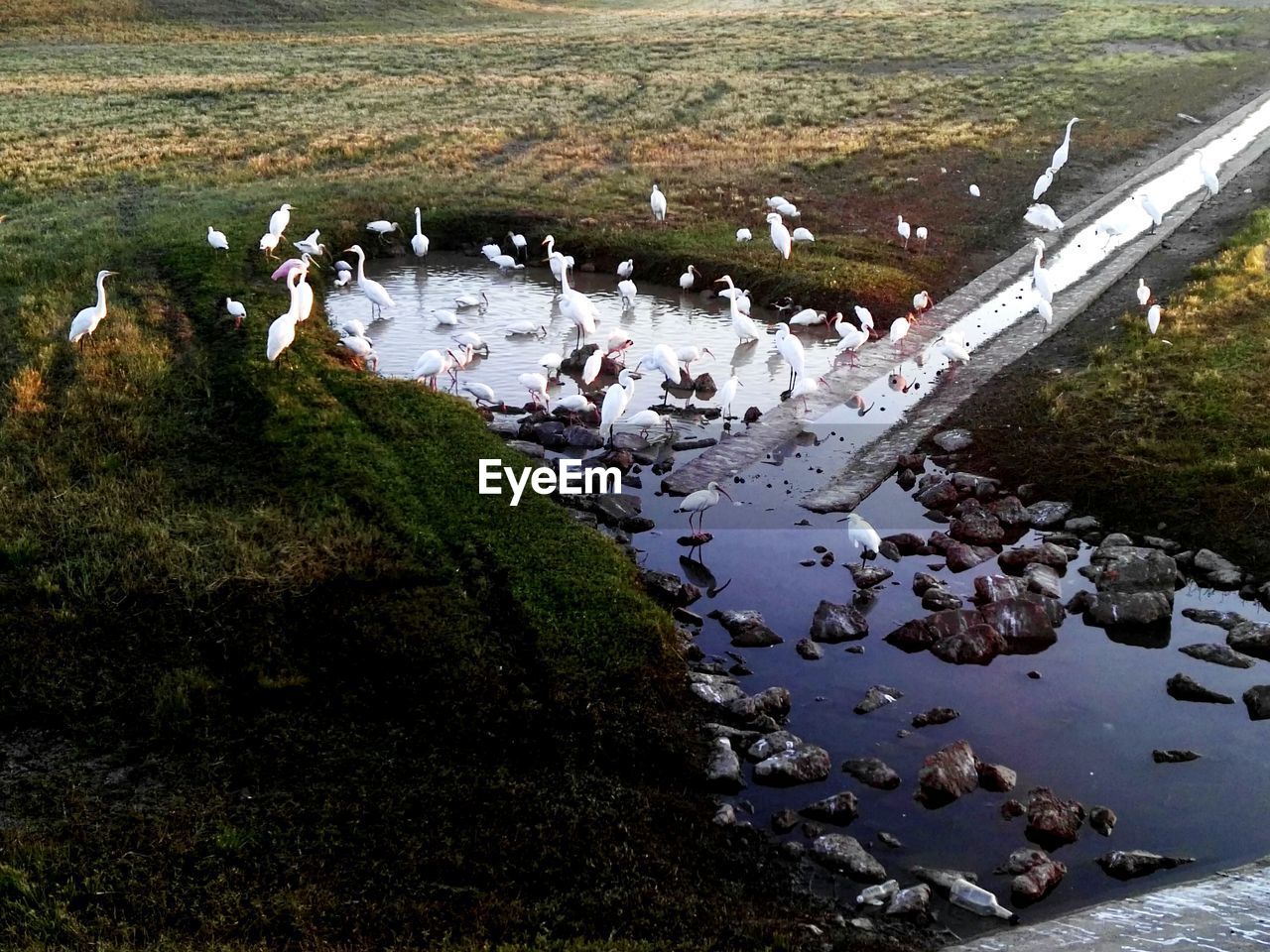 Flock of great egrets in pond by grass area