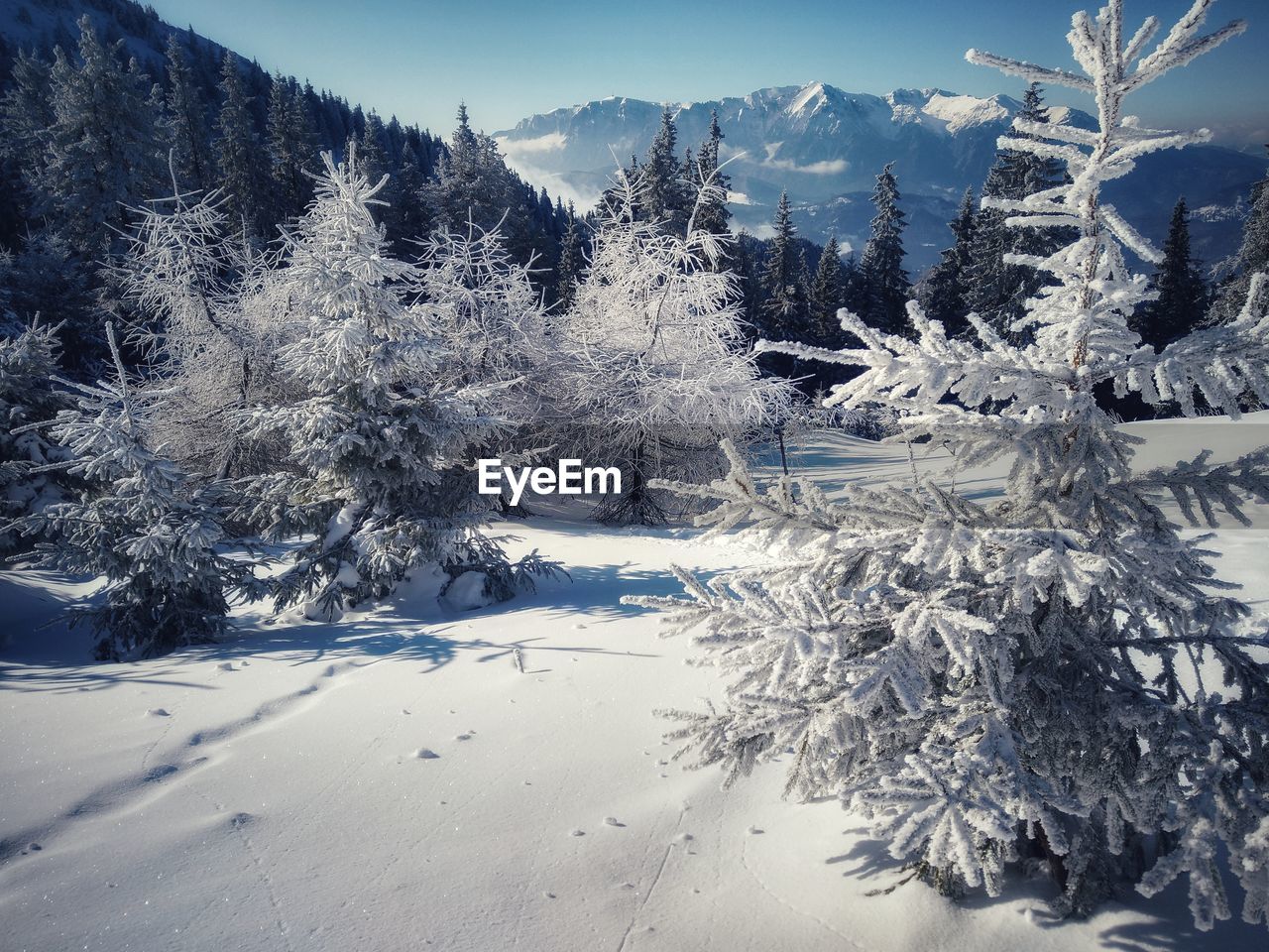 Snow covered pine trees