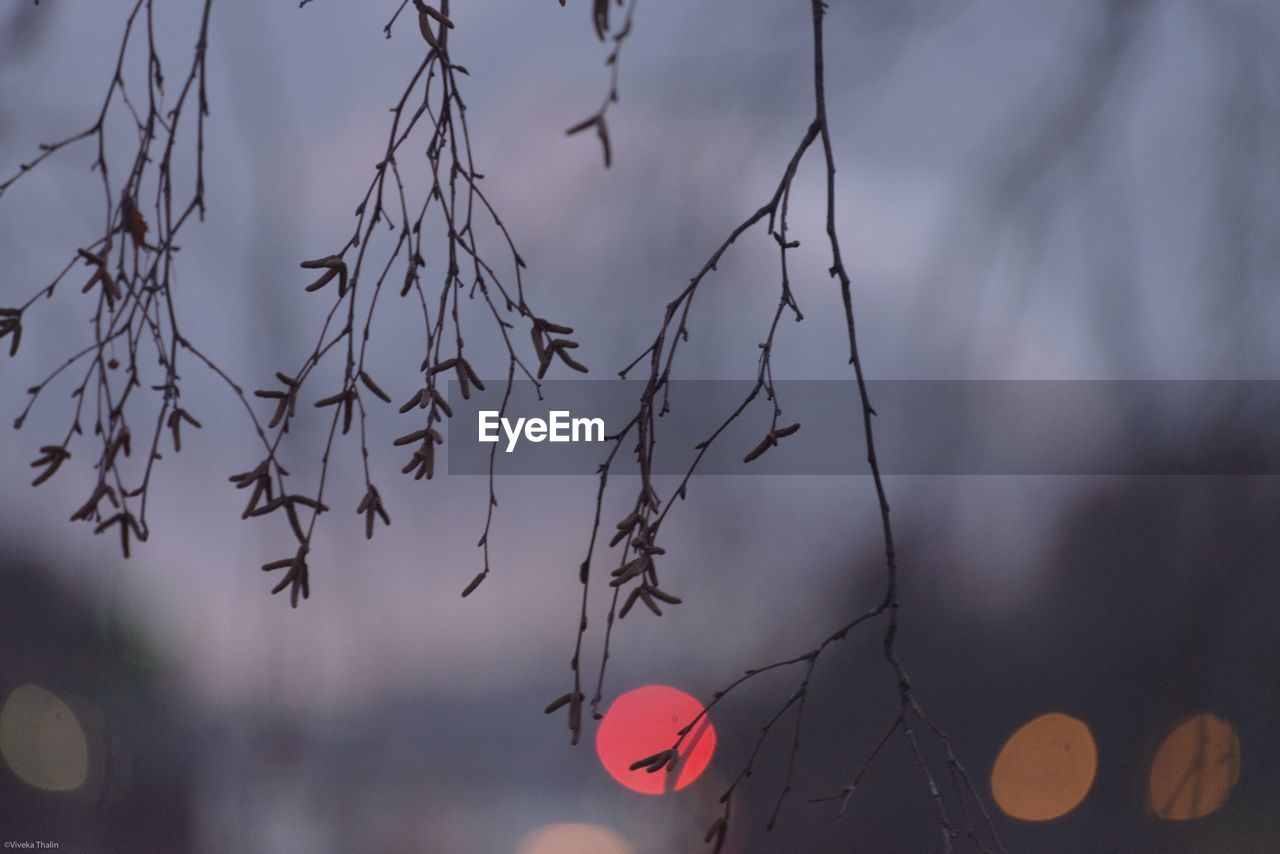 CLOSE-UP OF SILHOUETTE PLANT AGAINST SKY AT DUSK