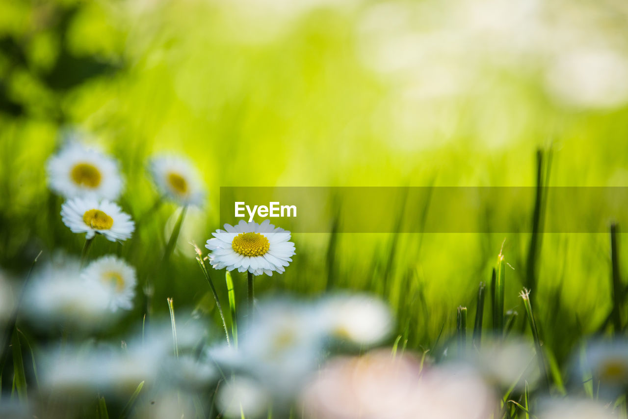 Close-up of yellow flowering plant on field