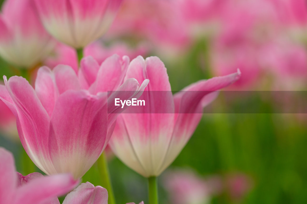 Close-up of pink flower