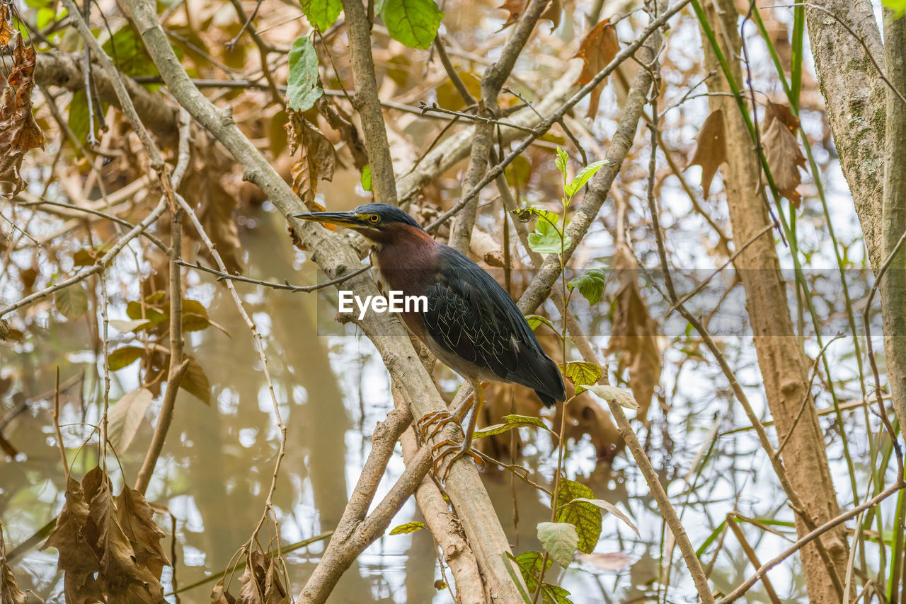 close-up of bird perching on tree