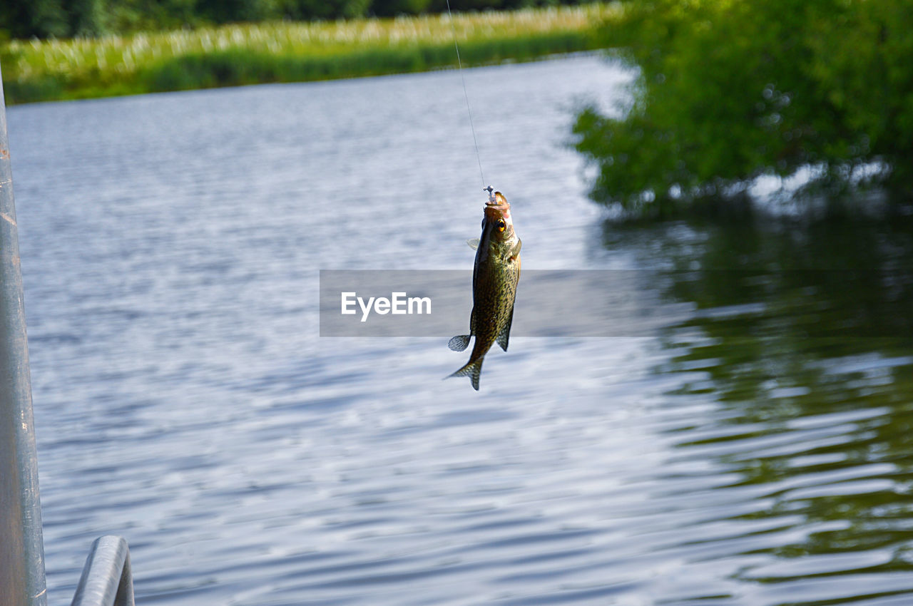 Catching fish over lake