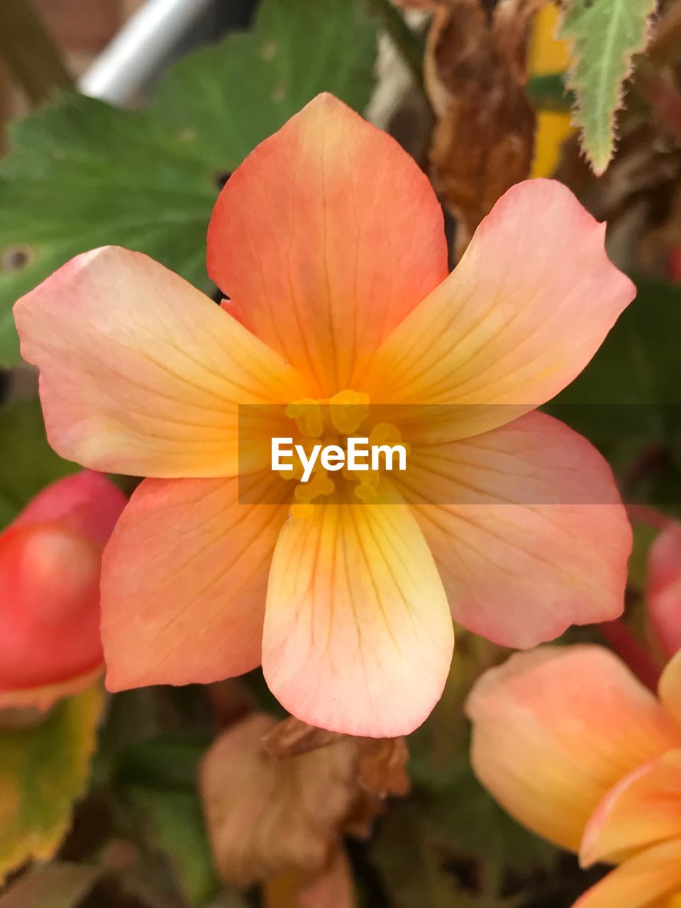 CLOSE-UP OF PINK FLOWERS BLOOMING OUTDOORS