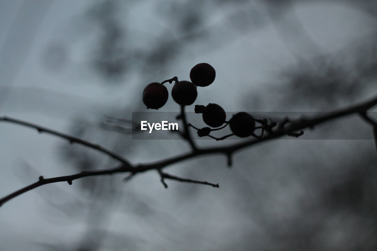 CLOSE-UP OF BERRIES GROWING ON TWIG