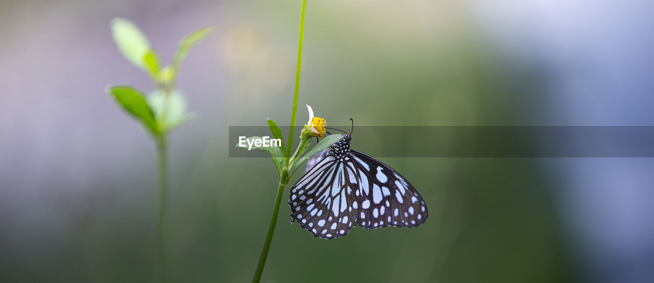 Close-up of butterfly pollinating on flower