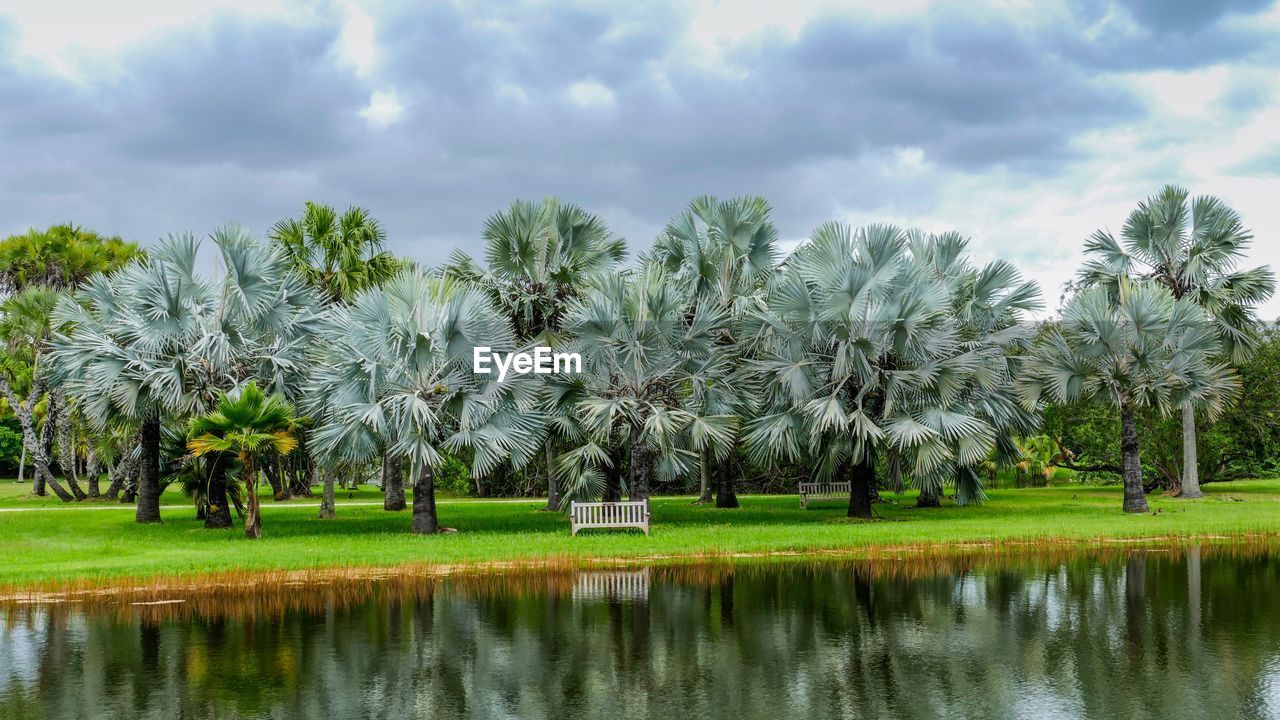 Scenic view of palm trees on field against sky