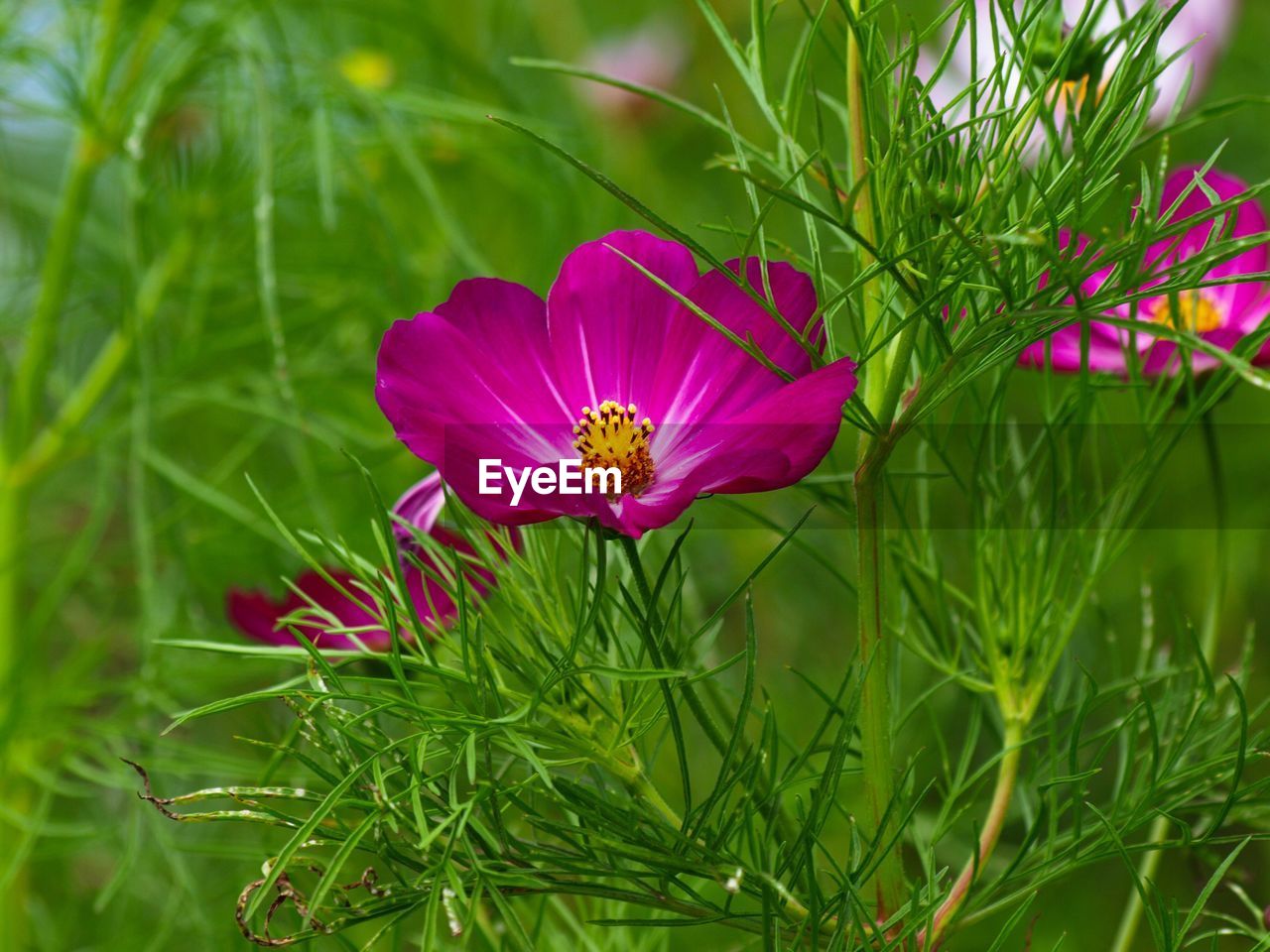 CLOSE-UP OF PINK AND PURPLE FLOWER ON PLANT