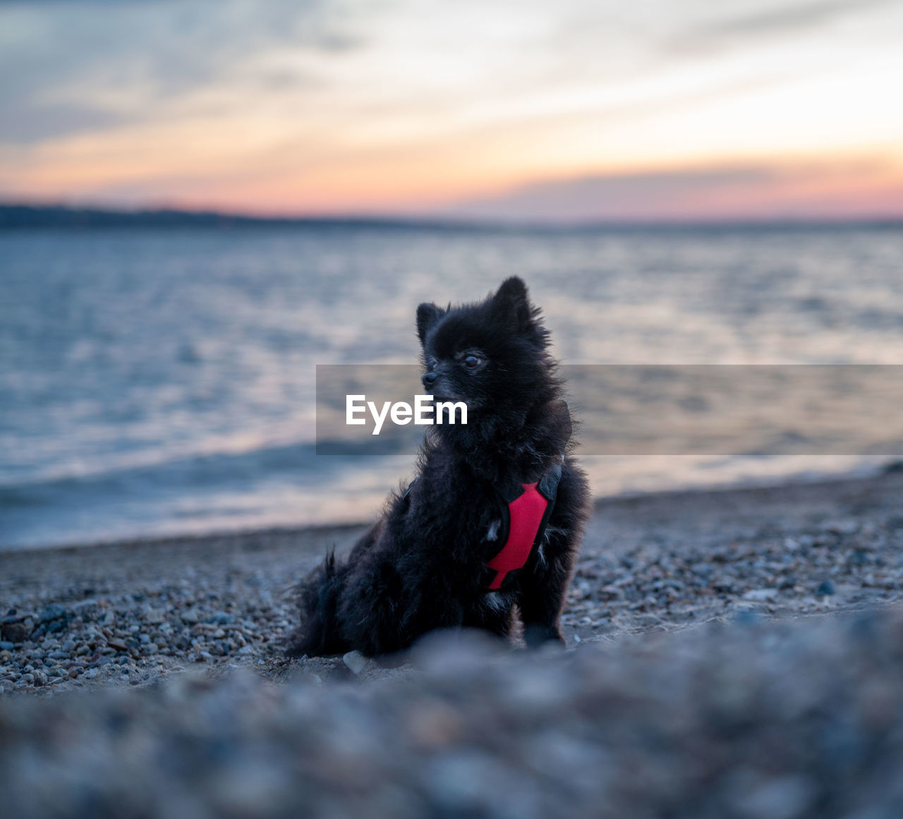 Dog on the beach