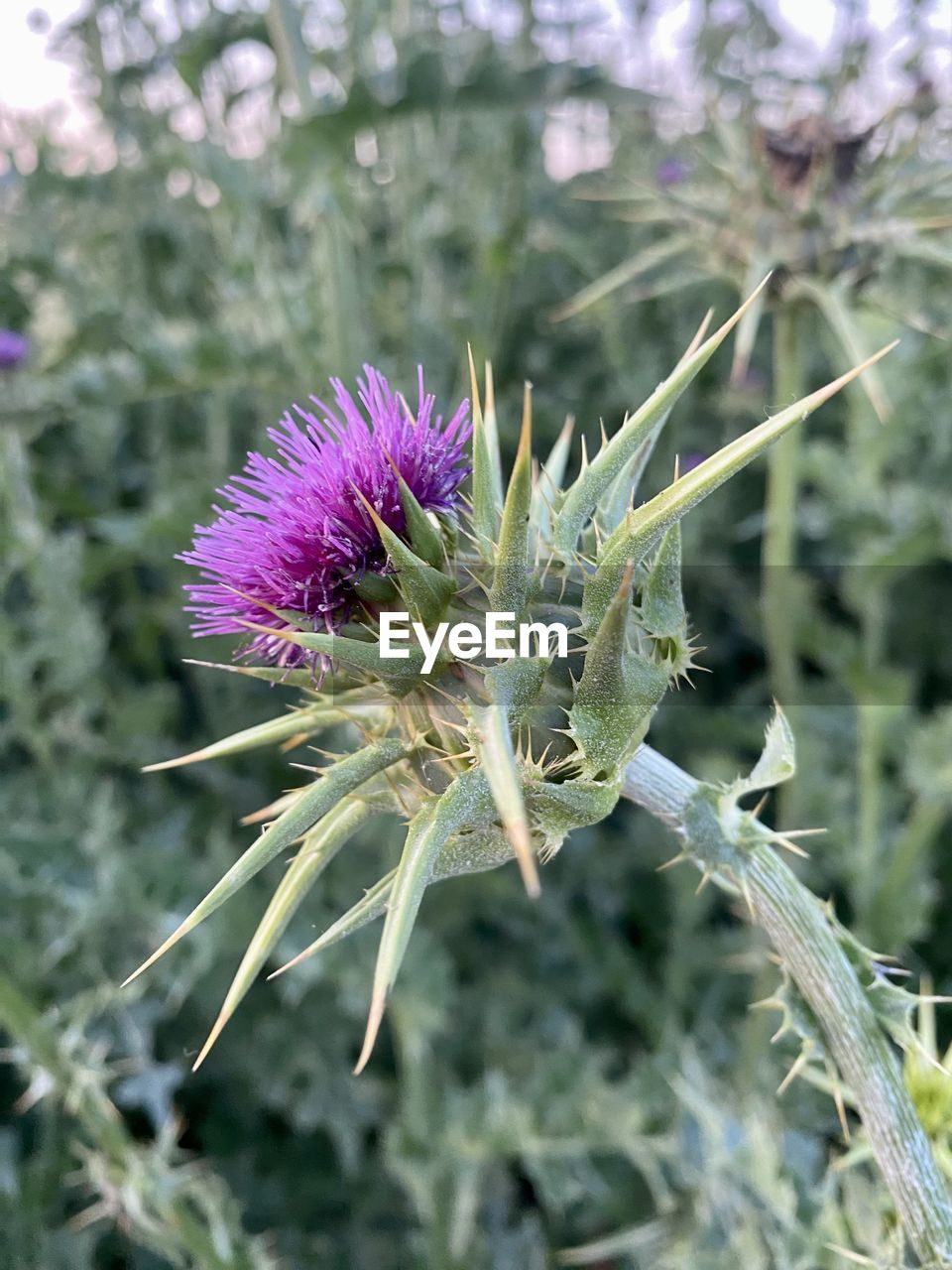 plant, thistle, flower, flowering plant, beauty in nature, growth, freshness, nature, close-up, purple, focus on foreground, fragility, wildflower, no people, flower head, inflorescence, day, outdoors, botany, petal, land, green, plant stem