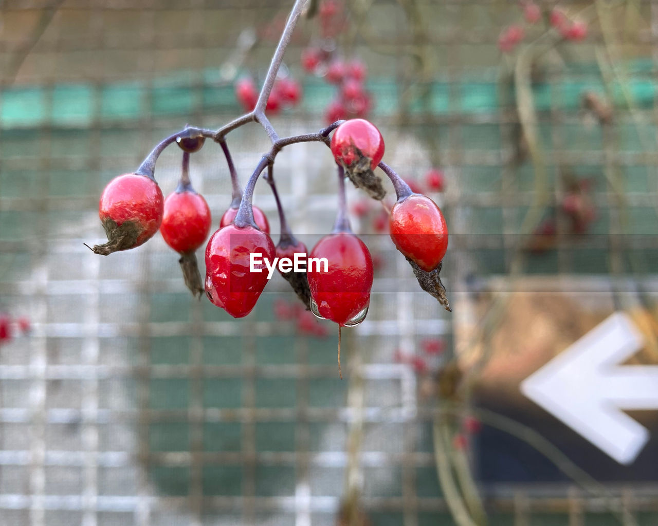 red, food, food and drink, fruit, healthy eating, hanging, plant, flower, focus on foreground, no people, freshness, day, nature, produce, close-up, branch, wellbeing, outdoors, spring, cherry, tree, berry
