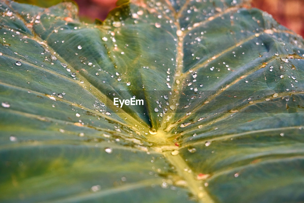 FULL FRAME SHOT OF WET LEAVES