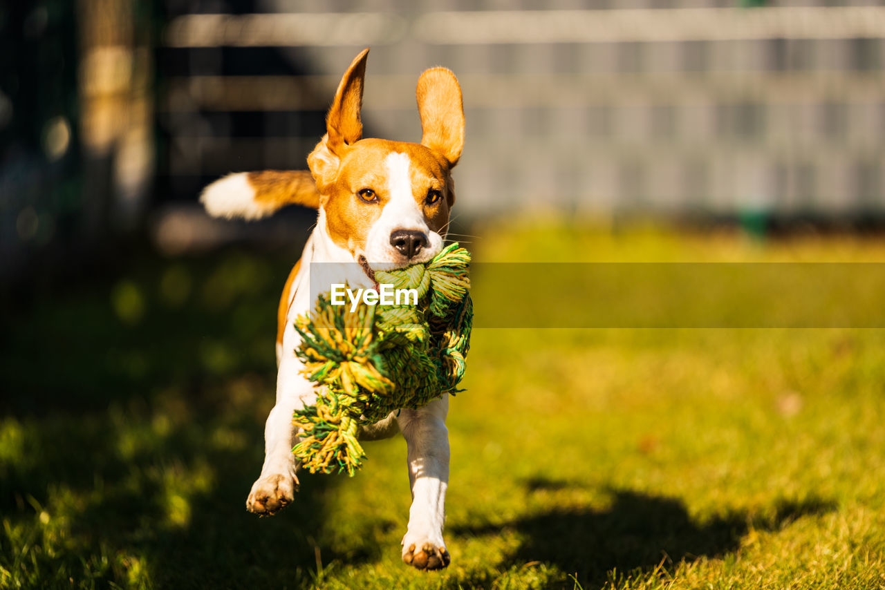 Beagle dog fun in garden outdoors run and jump with rope towards camera. active pet concept