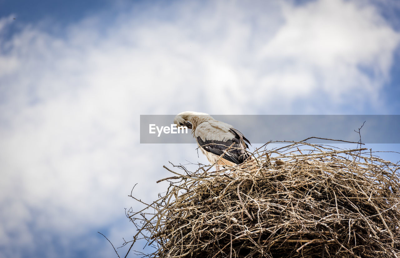 Stork in its nest