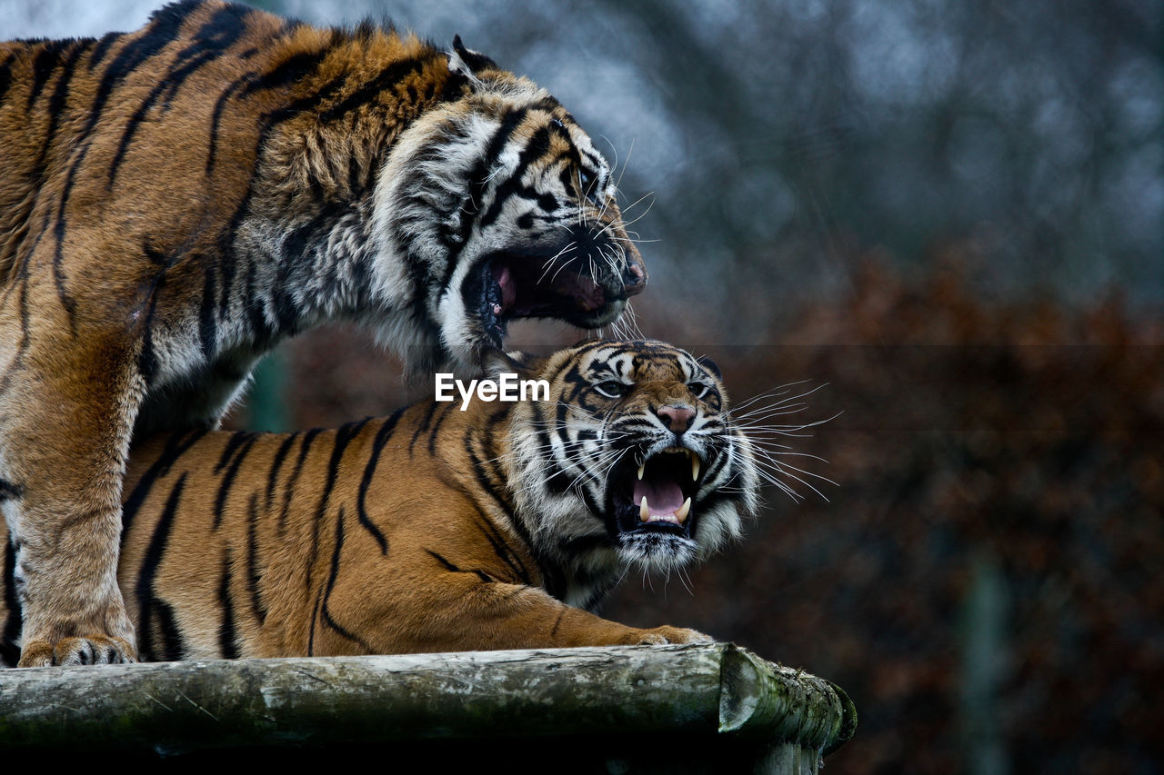 Tigers roaring on wood