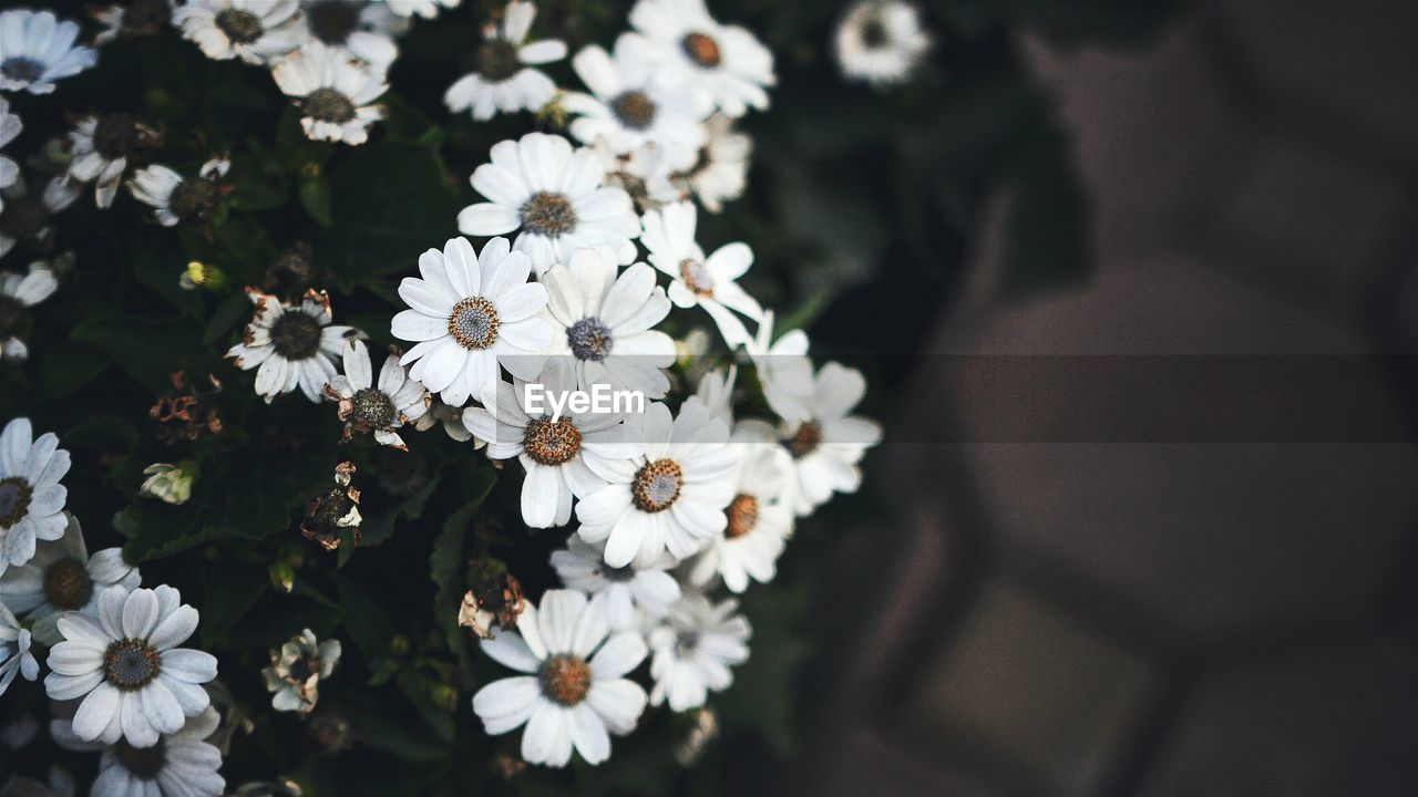 High angle view of white flowers outdoors