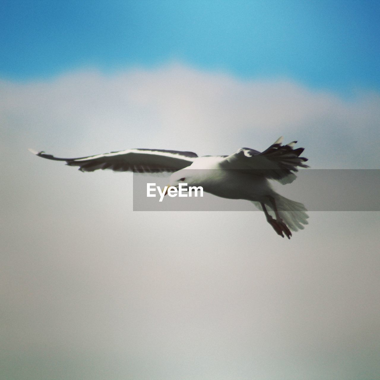 LOW ANGLE VIEW OF SEAGULLS FLYING