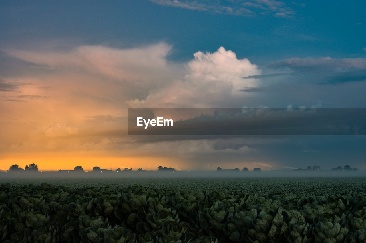 Distant storm and greenhouse lights with shallow fog over a cabbage field