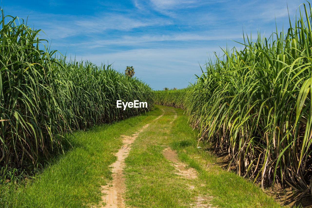 Plants growing on field against sky