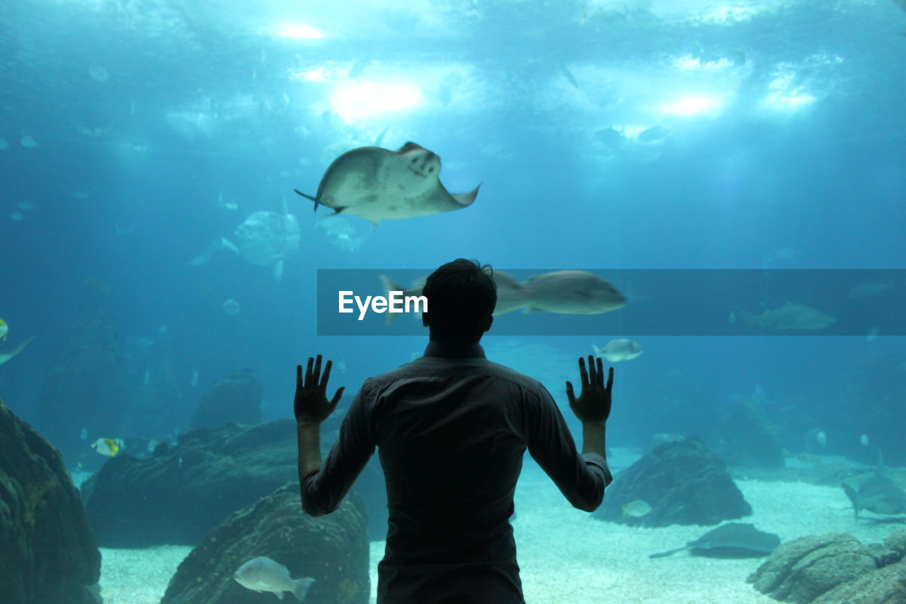 Rear view of man looking at fish swimming in aquarium