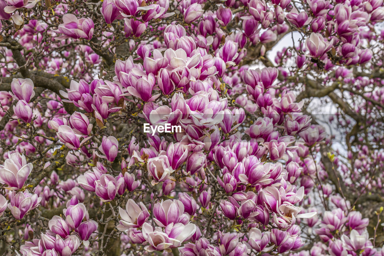 full frame shot of pink flowering plants