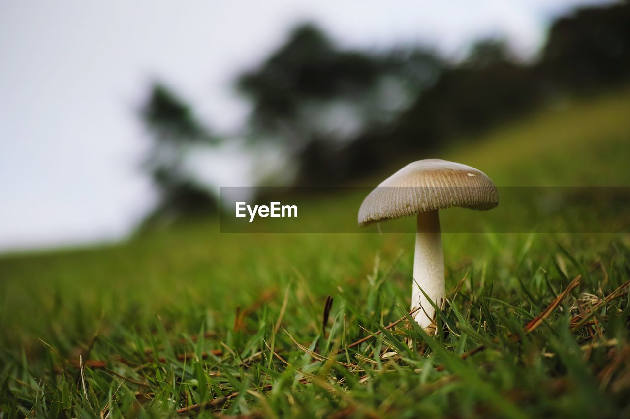 Close-up of mushroom growing on field