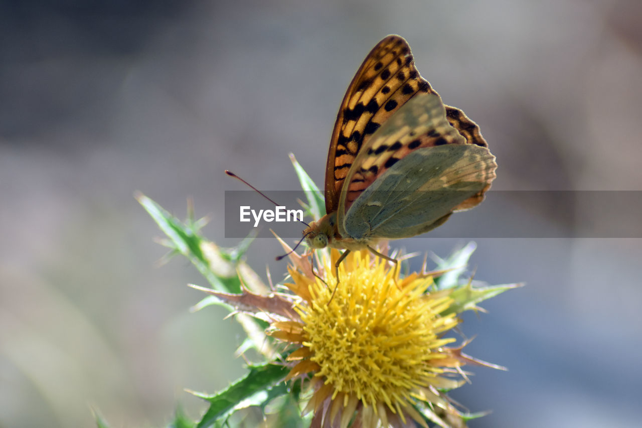 BUTTERFLY POLLINATING ON FLOWER