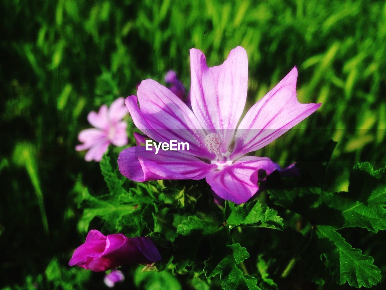 CLOSE-UP OF PINK FLOWER BLOOMING IN PARK