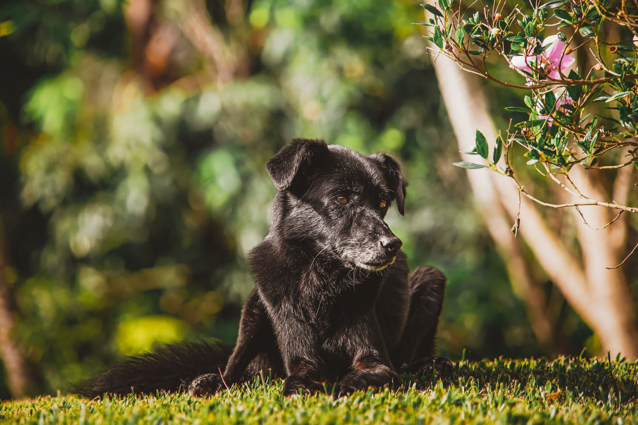 DOG SITTING IN A FIELD