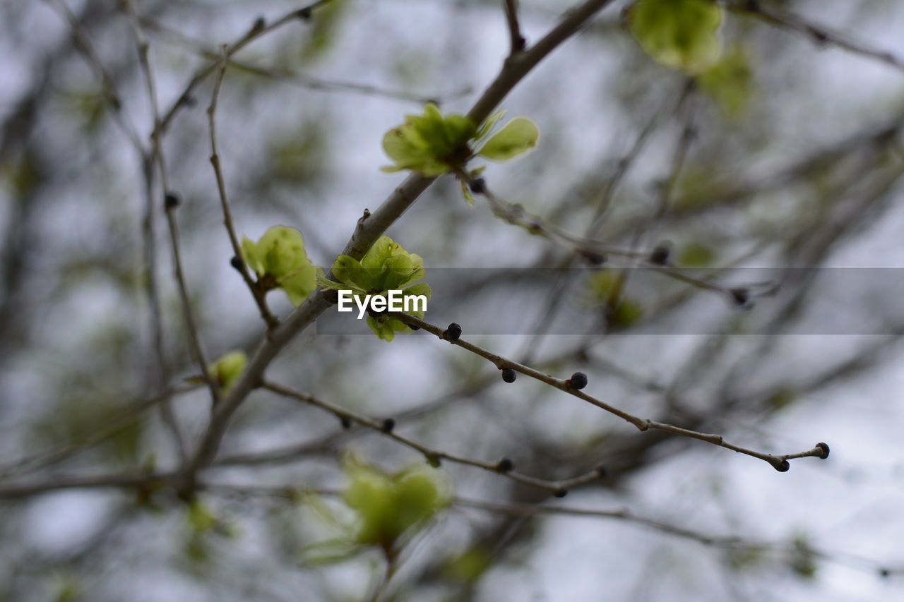 Close-up of branches against blurred background